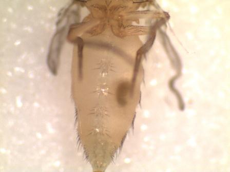 Virgin Drosophila Females