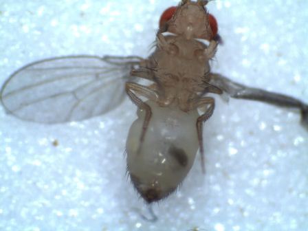 Virgin Drosophila Females