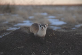 Ks Black-footed ferret