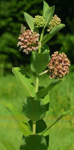 Common Milkweed