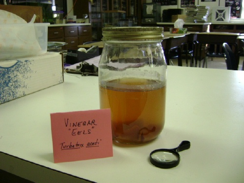 vineagar eels