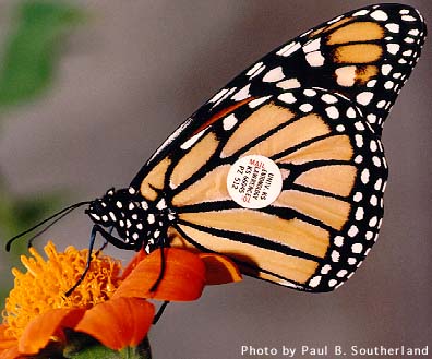 Monarch on NOVA