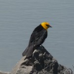 Yellow Headed Blackbird