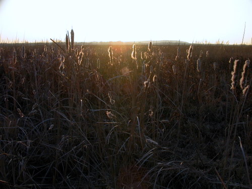 New website for Baker Wetlands