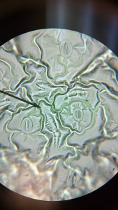 Stomata Image