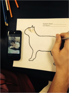 Student using a photo from their phone to diagram a cat. In the future these could be posted to a blog and other students could contribute to the genotyping of each cat.